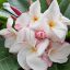 Plumeria rubra "My Valentine" magok