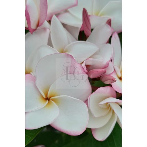 Plumeria rubra "My Valentine" magok
