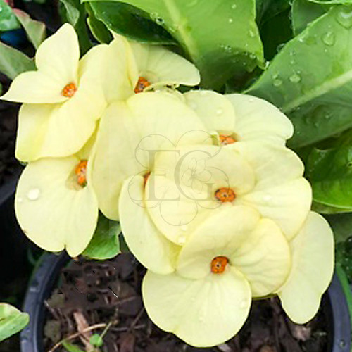 Euphorbia milii "Pak Thong Chai" (22)