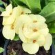 Euphorbia milii "Pak Thong Chai" (22)