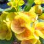 Euphorbia milii "Hybrid" (A78)