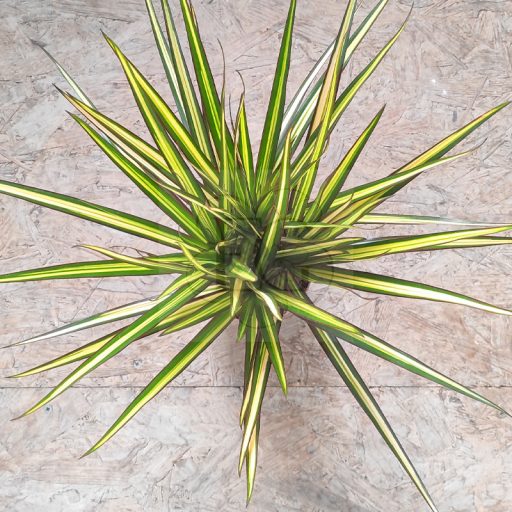 Dracena marginata sunray/törzses