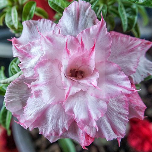 Adenium obesum (S-46)