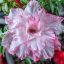 Adenium obesum (S-46)