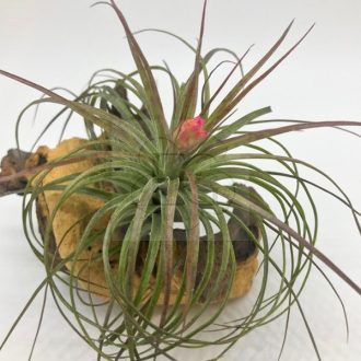 Tillandsia Stricta Rubra