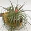 Tillandsia Stricta Rubra