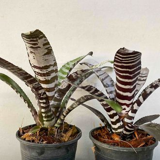 Aechmea Chantinii Hybrid-Black