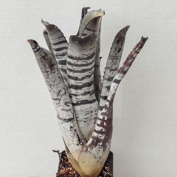 Aechmea Chantinii Hybrid/M Aechmea Chantinii Hybrid/M