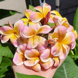 Plumeria rubra "Gammam" JJ