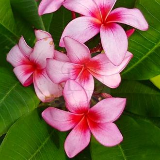Plumeria rubra "Sasha" 