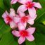 Plumeria rubra "Sasha" 
