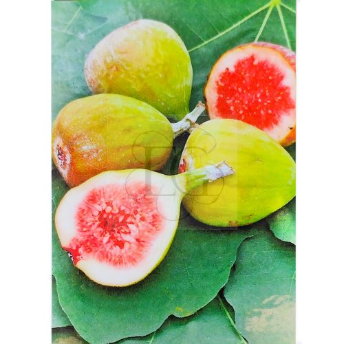 Ficus carica/Füge "Bornholms Diamant"