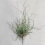 Tillandsia Butzii Pulk/S