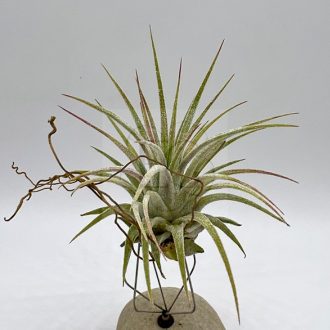 Tillandsia Ionantha var. Silver