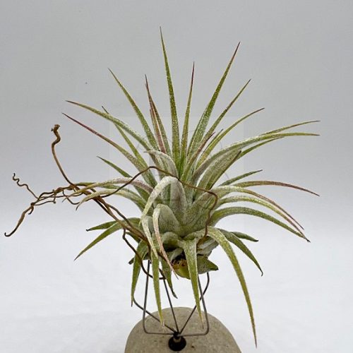  Tillandsia Ionantha var. Silver