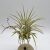 Tillandsia Ionantha var. Silver