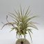 Tillandsia Ionantha var. Silver