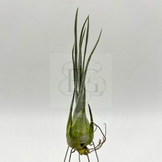 Tillandsia Arzia Juliae/L