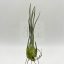 Tillandsia Arzia Juliae/L