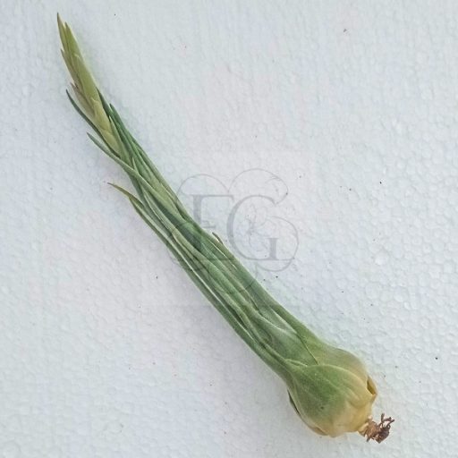 Tillandsia Arzia Juliae/L