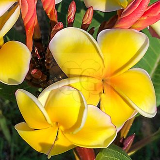 Plumeria rubra "Yellow Gina" JJ