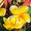 Plumeria rubra "Yellow Gina" JJ