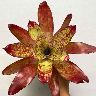 Neoregelia Winnie the Pooh