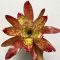 Neoregelia Winnie the Pooh