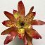 Neoregelia Winnie the Pooh