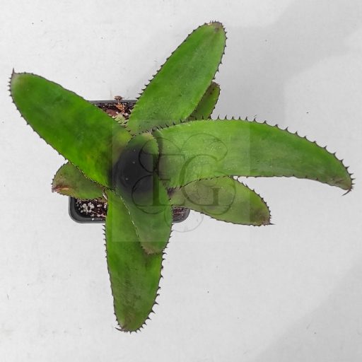 Aechmea Nigre 