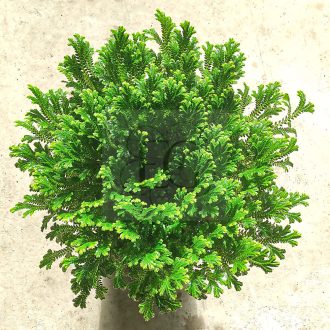 Selaginella kraussiana/nagy 