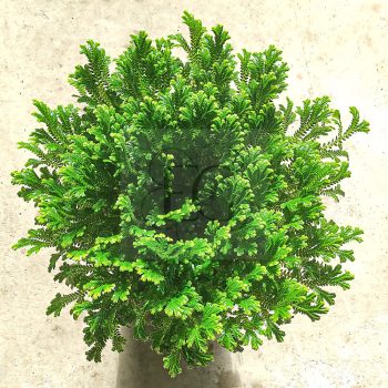 Selaginella kraussiana/nagy  Selaginella kraussiana/nagy