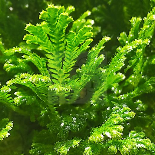 Selaginella kraussiana/nagy 