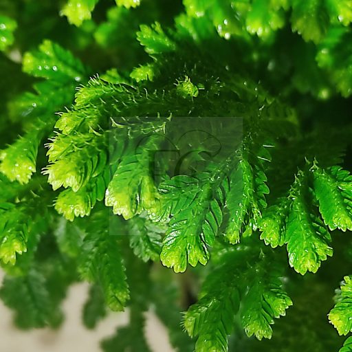 Selaginella kraussiana/nagy 