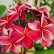 Plumeria rubra "Gina"