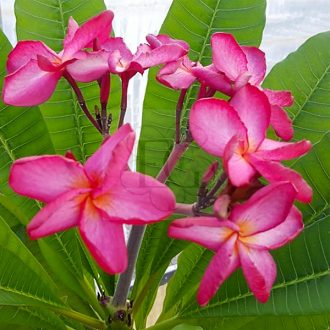 Plumeria rubra "Kazoo" JJ