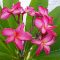 Plumeria rubra "Kazoo" JJ