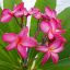 Plumeria rubra "Kazoo" JJ