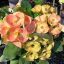 Euphorbia milii "Fortune Blessing" (81)