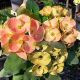 Euphorbia milii "Fortune Blessing" (81)