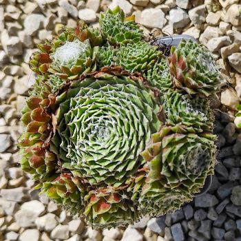 Sempervivum arachnoideum 'Webbianum Aureum'-Kövirózsa   Sempervivum arachnoideum 'Webbianum Aureum'-Kövirózsa