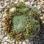 Sempervivum arachnoideum 'Webbianum Aureum'-Kövirózsa
