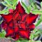 Adenium obesum "Deadpool" (S)