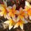 Plumeria rubra "Chiang Mai Girl" JJ