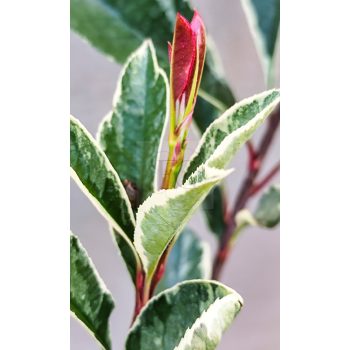 Photinia fraseri "Pink Marble"-Rózsaszín tarkalevelű korallberkenye   Photinia fraseri "Pink Marble"-Rózsaszín tarkalevelű korallberkenye
