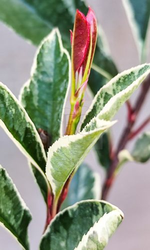 Photinia fraseri "Pink Marble"-Rózsaszín tarkalevelű korallberkenye