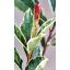 Photinia fraseri "Pink Marble"-Rózsaszín tarkalevelű korallberkenye