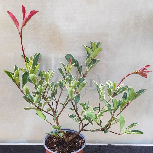 Photinia fraseri "Pink Marble"-Rózsaszín tarkalevelű korallberkenye