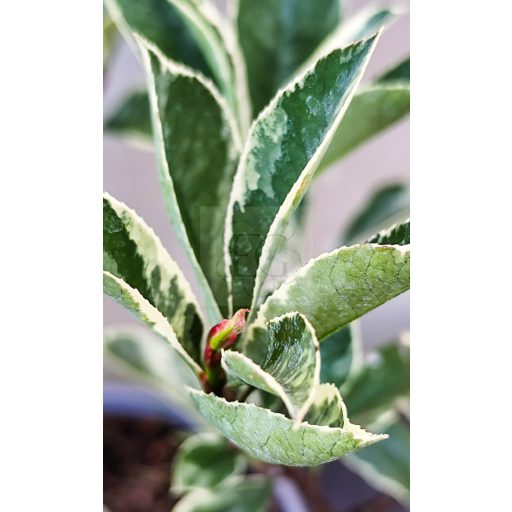 Photinia fraseri "Pink Marble"-Rózsaszín tarkalevelű korallberkenye