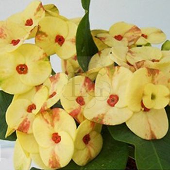 Euphorbia milii "Num Choke" (4)